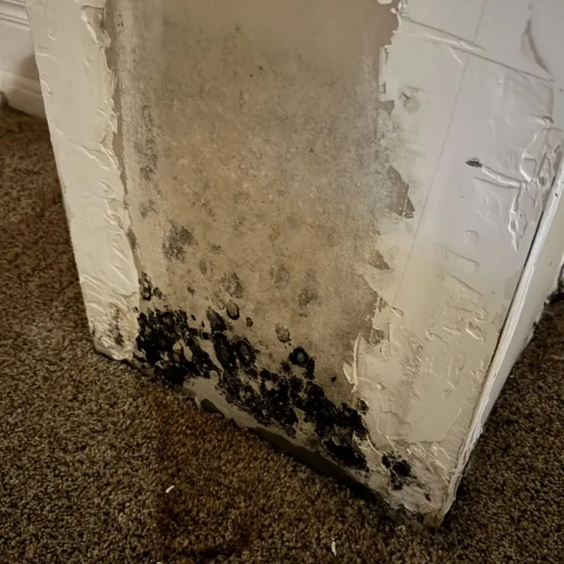Professional Mold Removal in Randleman, NC